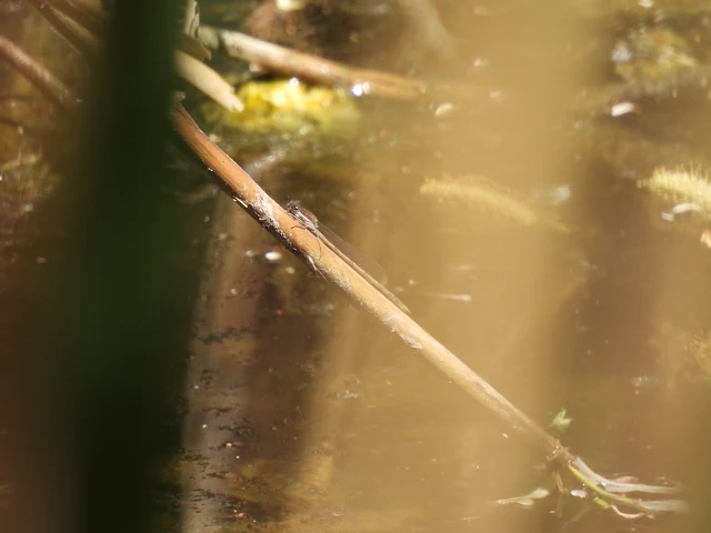 Sympecma fusca - téli rablószitakötő Sympecma fusca - téli rablószitakötő