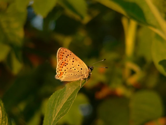 Lycaena tityrus - barna tűzlepke