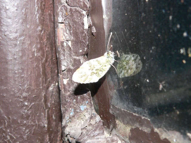 Anthocharis cardamines - hajnalpírlepke