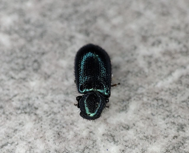 Necrobia violacea - kék hullabogár