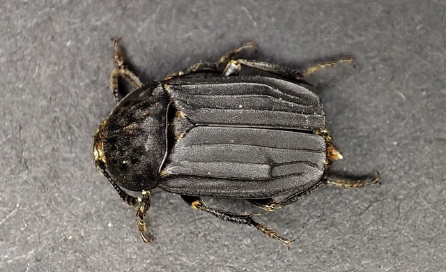 Thanatophilus sinuatus - hegyesvállú dögbogár