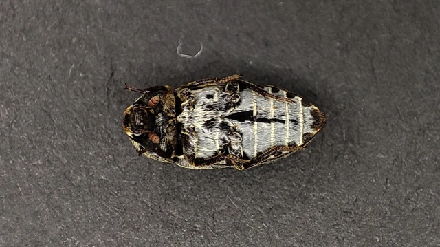 Dermestes frischii - nyakszegélyes porva Dermestes frischii - nyakszegélyes porva
