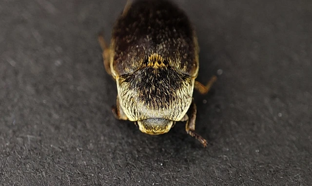 Dermestes frischii - nyakszegélyes porva Dermestes frischii - nyakszegélyes porva