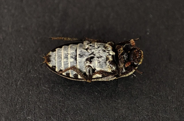 Dermestes frischii - nyakszegélyes porva Dermestes frischii - nyakszegélyes porva