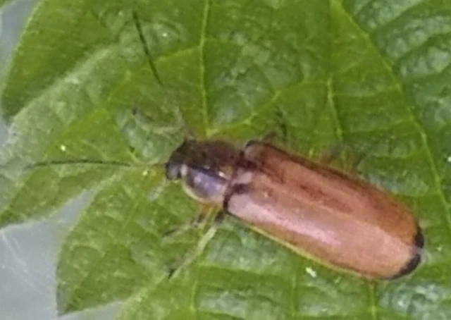 Osphya bipunctata - kétalakú komorka