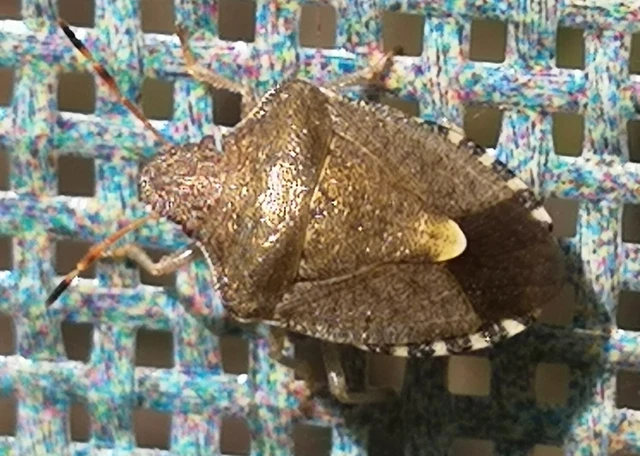 Peribalus strictus - tavaszi címerespoloska