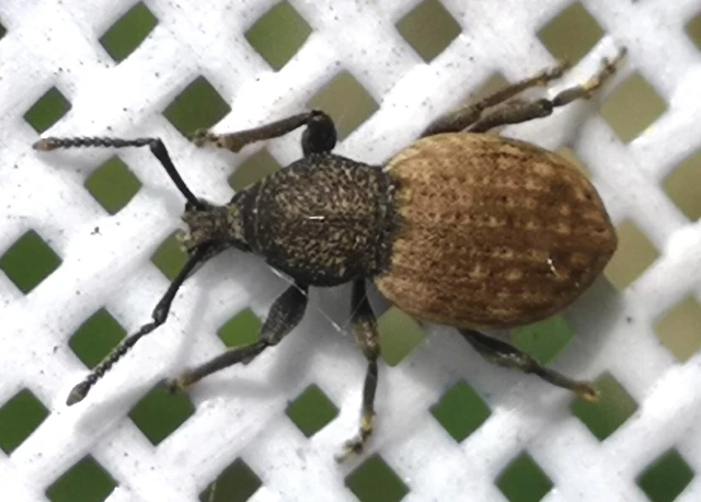 Otiorhynchus raucus - molyhos gyalogormányos