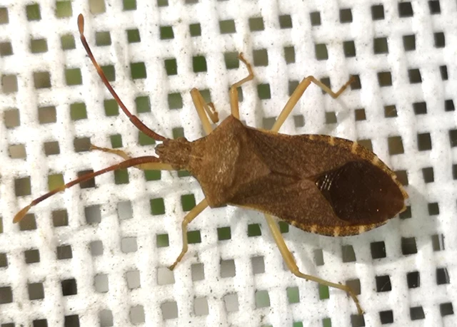 Gonocerus acuteangulatus - aranypetés karimáspoloska