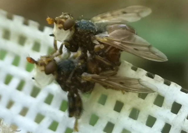 Diptera - Kétszárnyúak