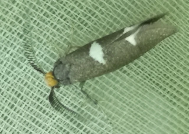 Incurvaria masculella - tölgyaknázó virágmoly