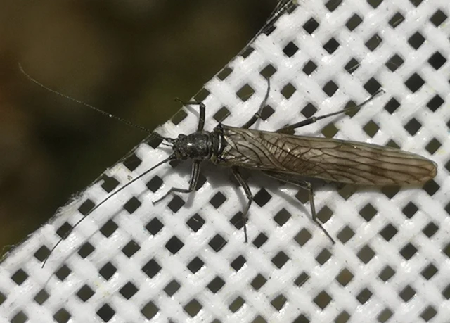 Plecoptera - Álkérészek