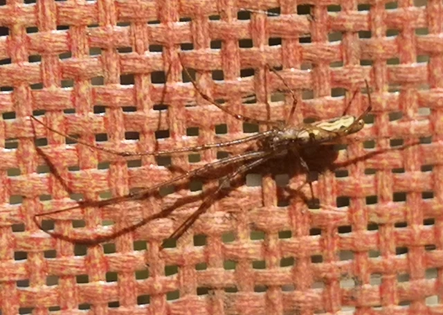 Tetragnatha