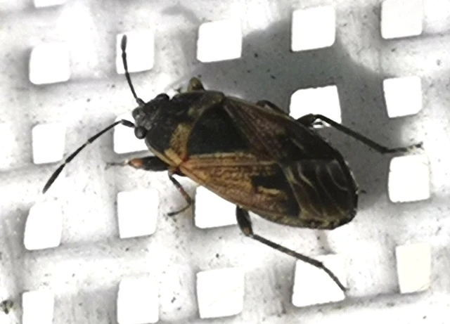 Trapezonotus Trapezonotus