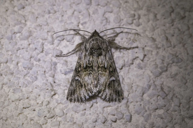 Calophasia lunula - gyújtoványfű-apróbagoly