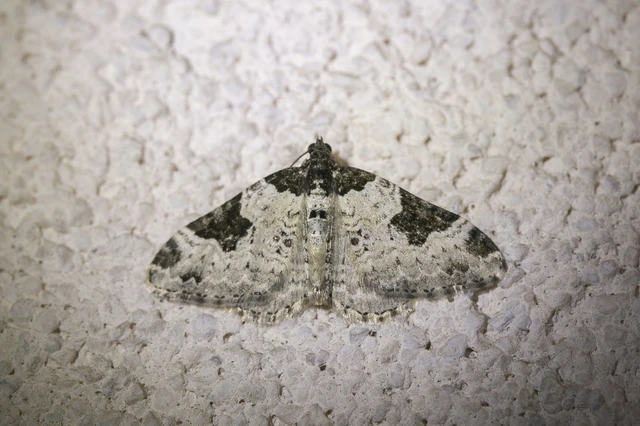 Xanthorhoe fluctuata - közönséges tarkaaraszoló