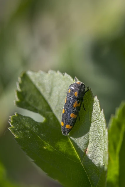 Ptosima undecimmaculata - sárgafoltos díszbogár