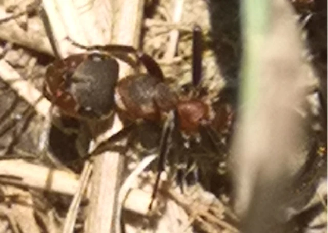 Formica pratensis - réti vöröshangya