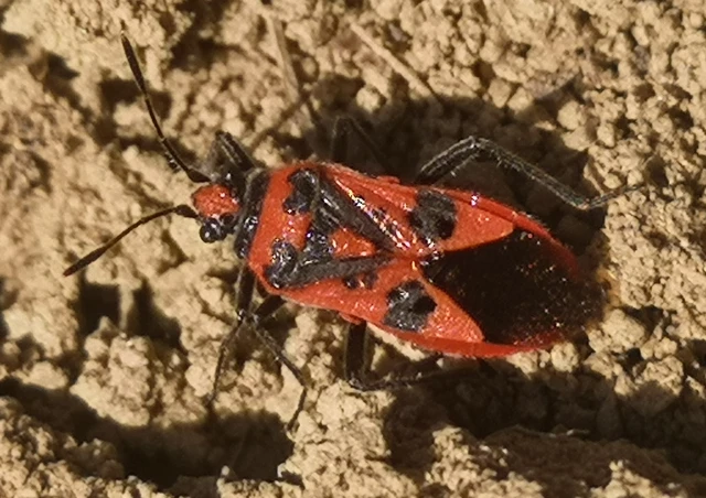 Corizus hyoscyami - piros karimáspoloska