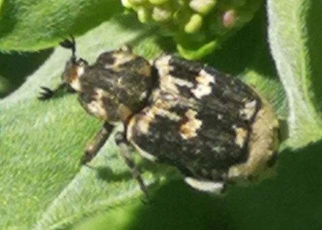 Valgus hemipterus - suta virágbogár