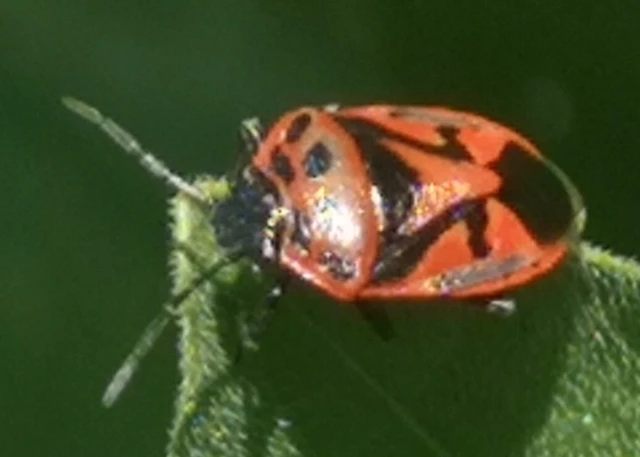 Eurydema ornata - díszespoloska Eurydema ornata - díszespoloska