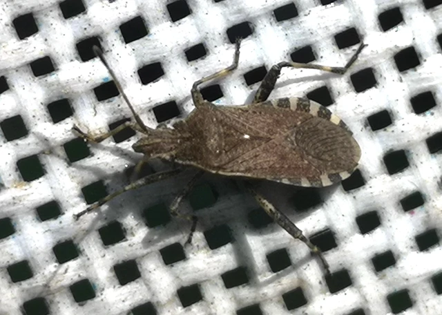 Ceraleptus gracilicornis - tüskéslábú karimáspoloska