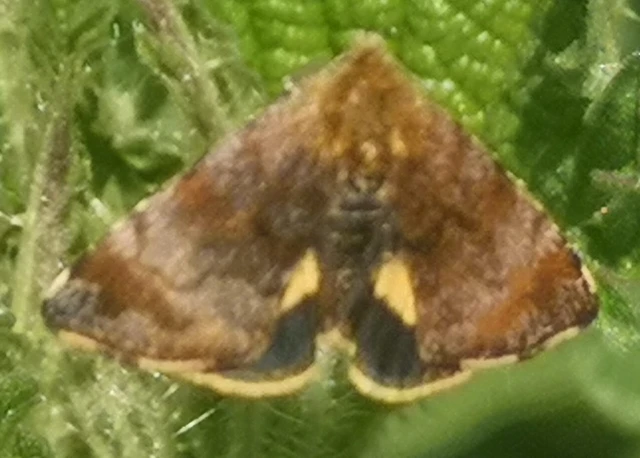 Panemeria tenebrata - apró sárgabagoly