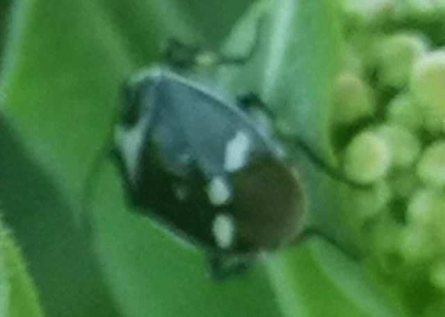Eurydema oleracea - paréjpoloska Eurydema oleracea - paréjpoloska