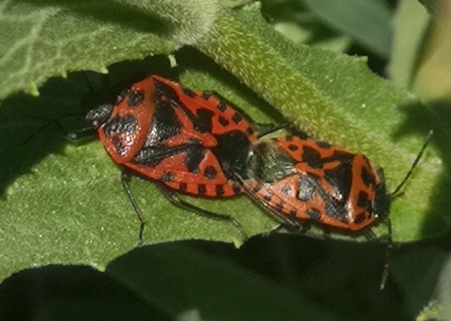 Eurydema ventralis - káposztapoloska Eurydema ventralis - káposztapoloska