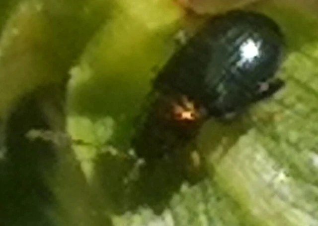 Crepidodera