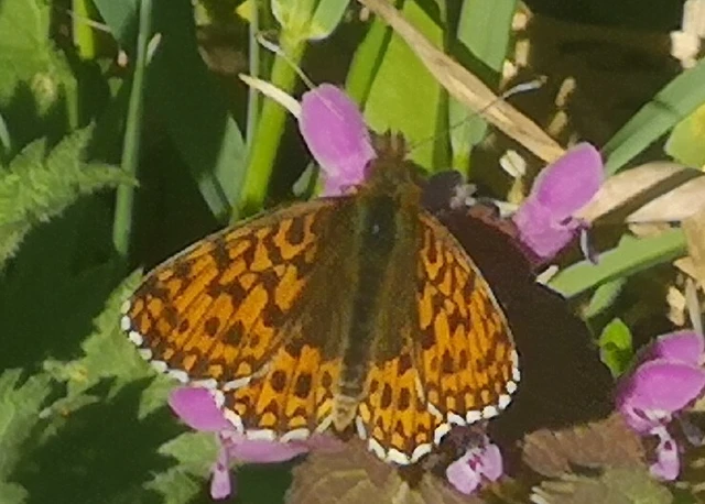 Boloria dia - kis gyöngyházlepke