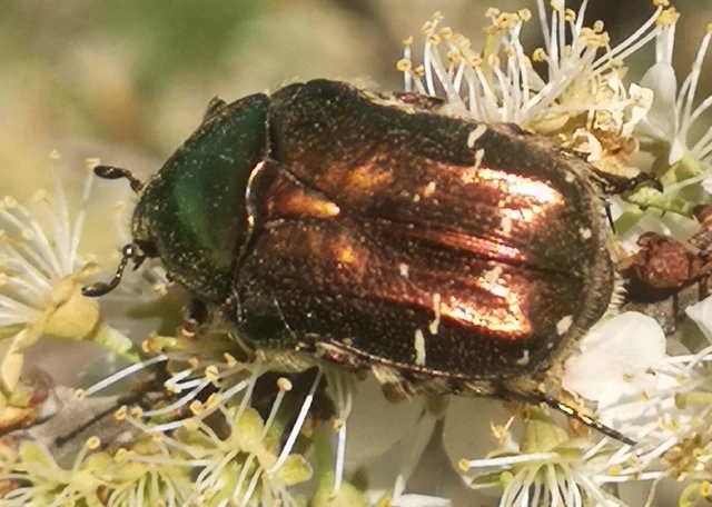 Cetonia aurata - aranyos virágbogár