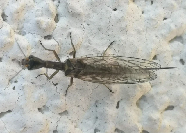 Raphidioptera - Tevenyakú-fátyolkák