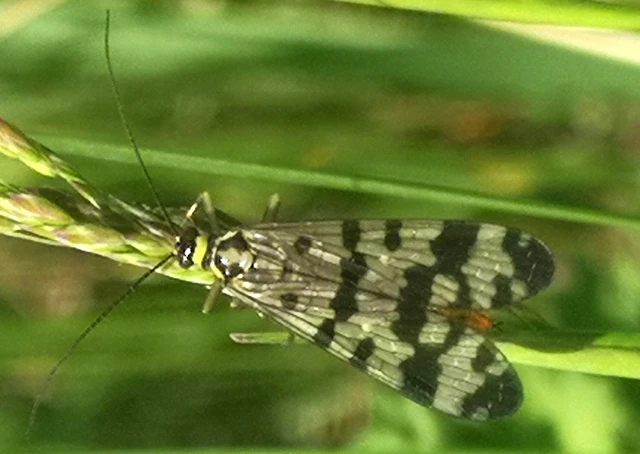 Panorpa vulgaris