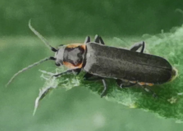 Cantharis