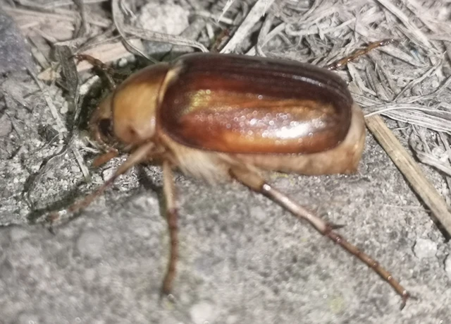 Rhizotrogus aestivus - tavaszvégi cserebogár