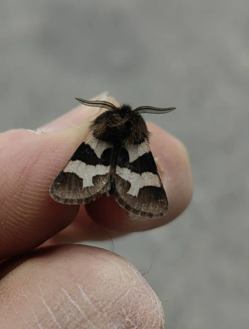 Watsonarctia deserta - tarka medvelepke