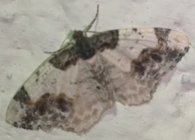 Ligdia adustata - barna levélaraszoló