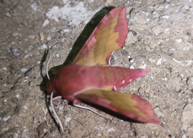 Deilephila porcellus - piros szender