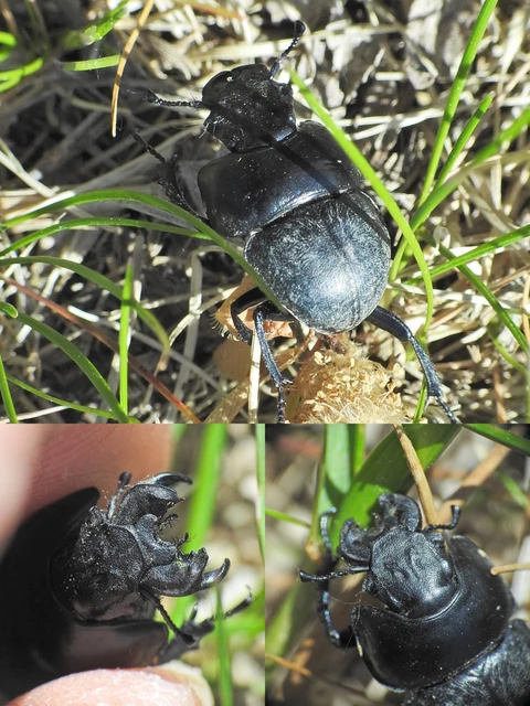 Lethrus apterus - nagyfejű csajkó
