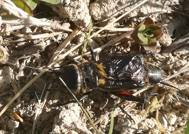Gryllus campestris - mezei tücsök Gryllus campestris - mezei tücsök
