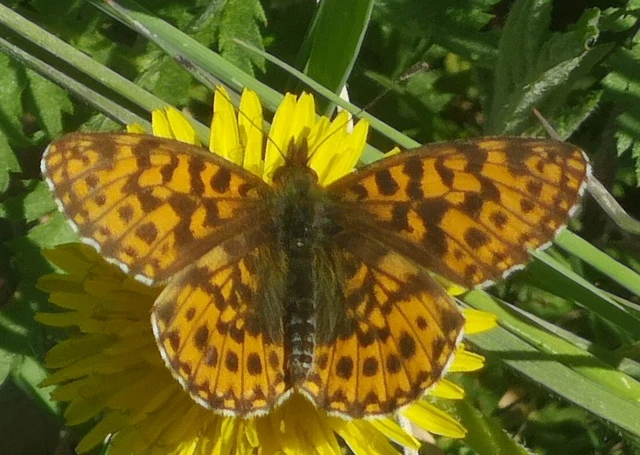 Boloria dia - kis gyöngyházlepke