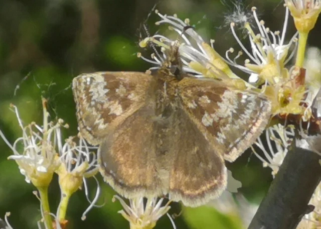 Erynnis tages - cigánylepke