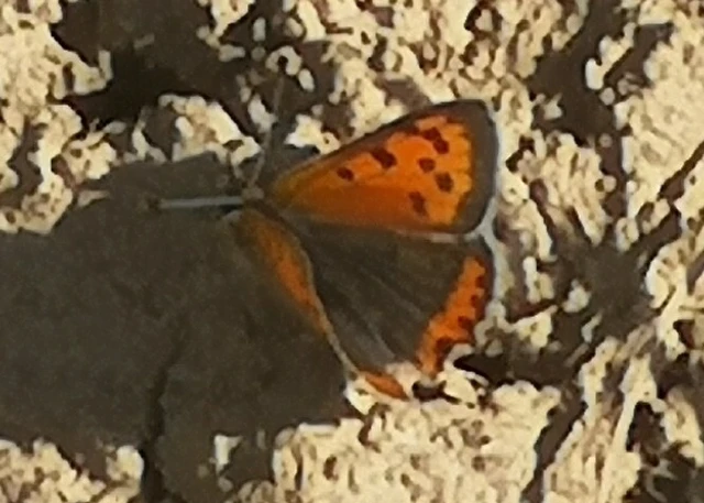 Lycaena phlaeas - közönséges tűzlepke