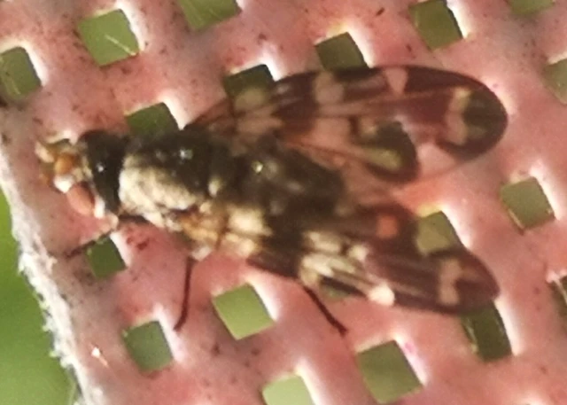 Diptera - Kétszárnyúak
