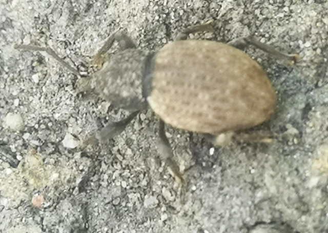 Otiorhynchus raucus - molyhos gyalogormányos