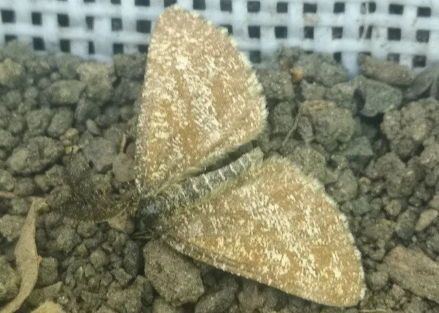 Ematurga atomaria - barna rétiaraszoló