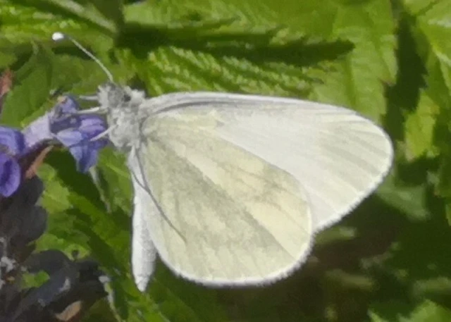 Leptidea sinapis - mustárlepke