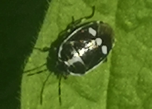 Eurydema oleracea - paréjpoloska Eurydema oleracea - paréjpoloska