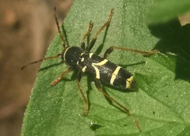 Clytus arietis - közönséges darázscincér