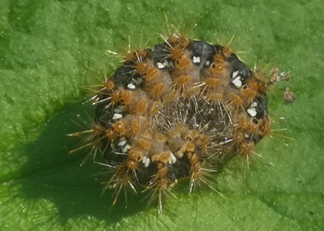 Euplagia quadripunctaria - csíkos medvelepke